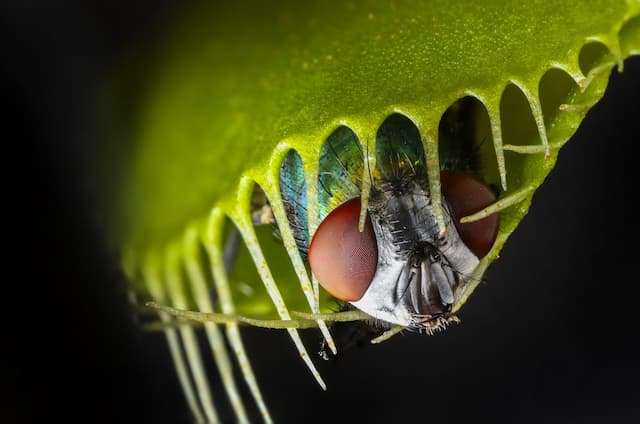 The intriguing world of carnivorous plants