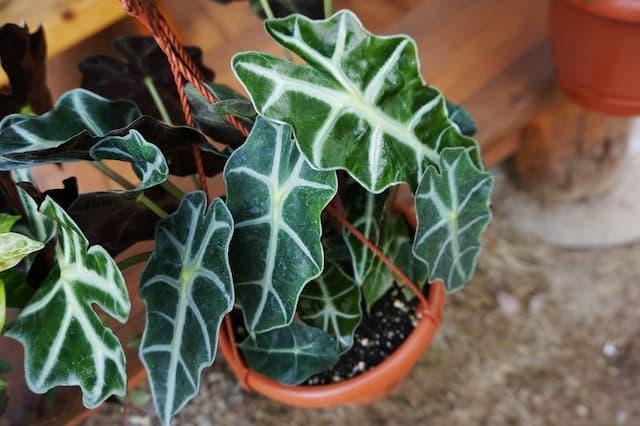 Amazonian elephant's ear