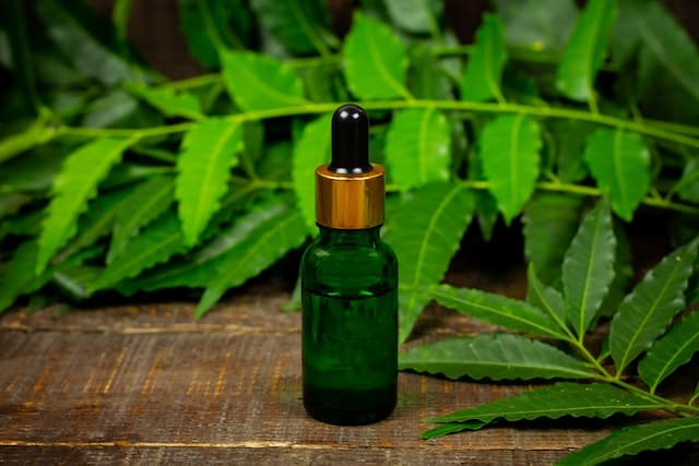 Neem oil: the best organic insecticide