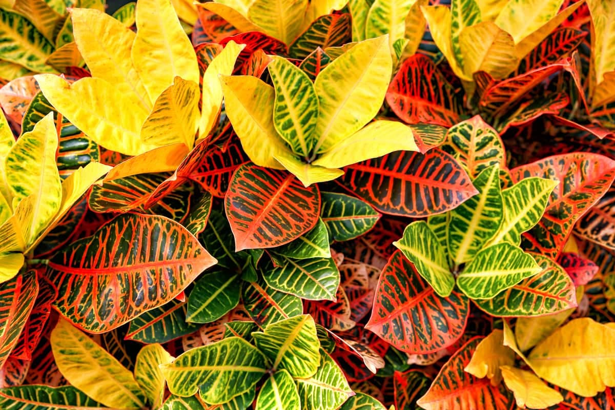 Variegated croton