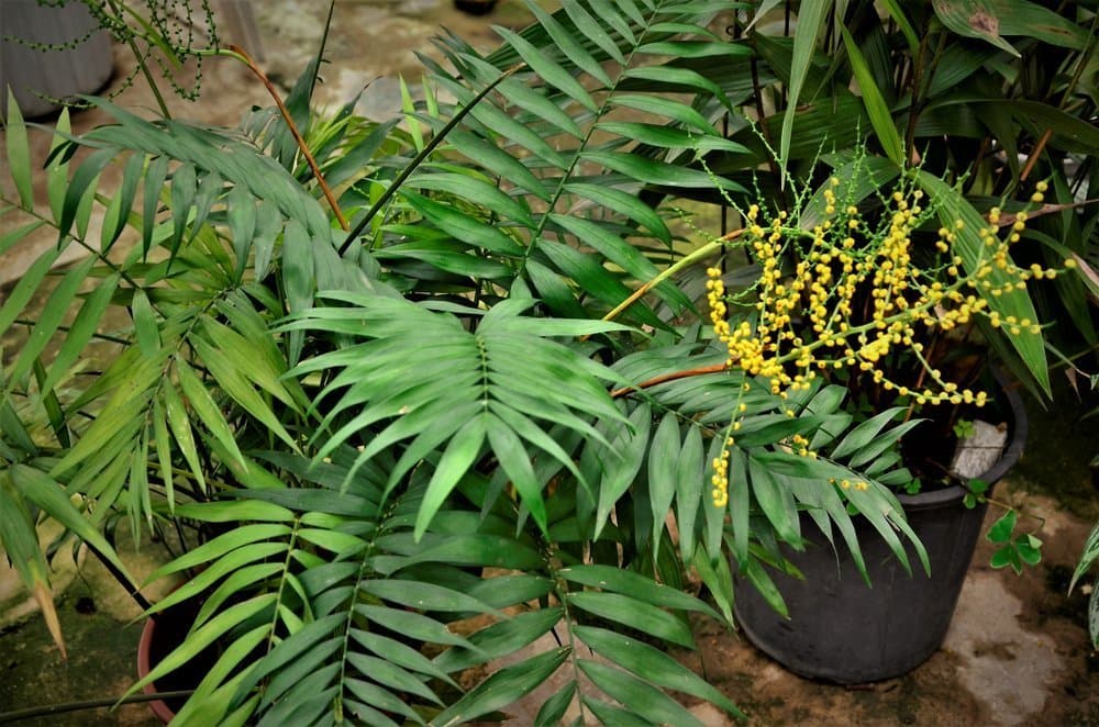 Parlour palm