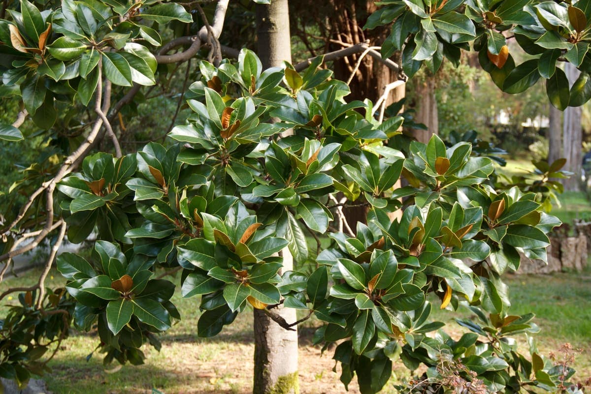 Evergreen magnolia