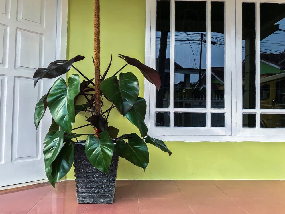 Blushing philodendron