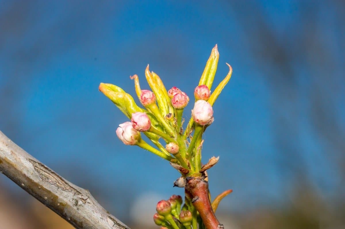 Callery pear 'Chanticleer'