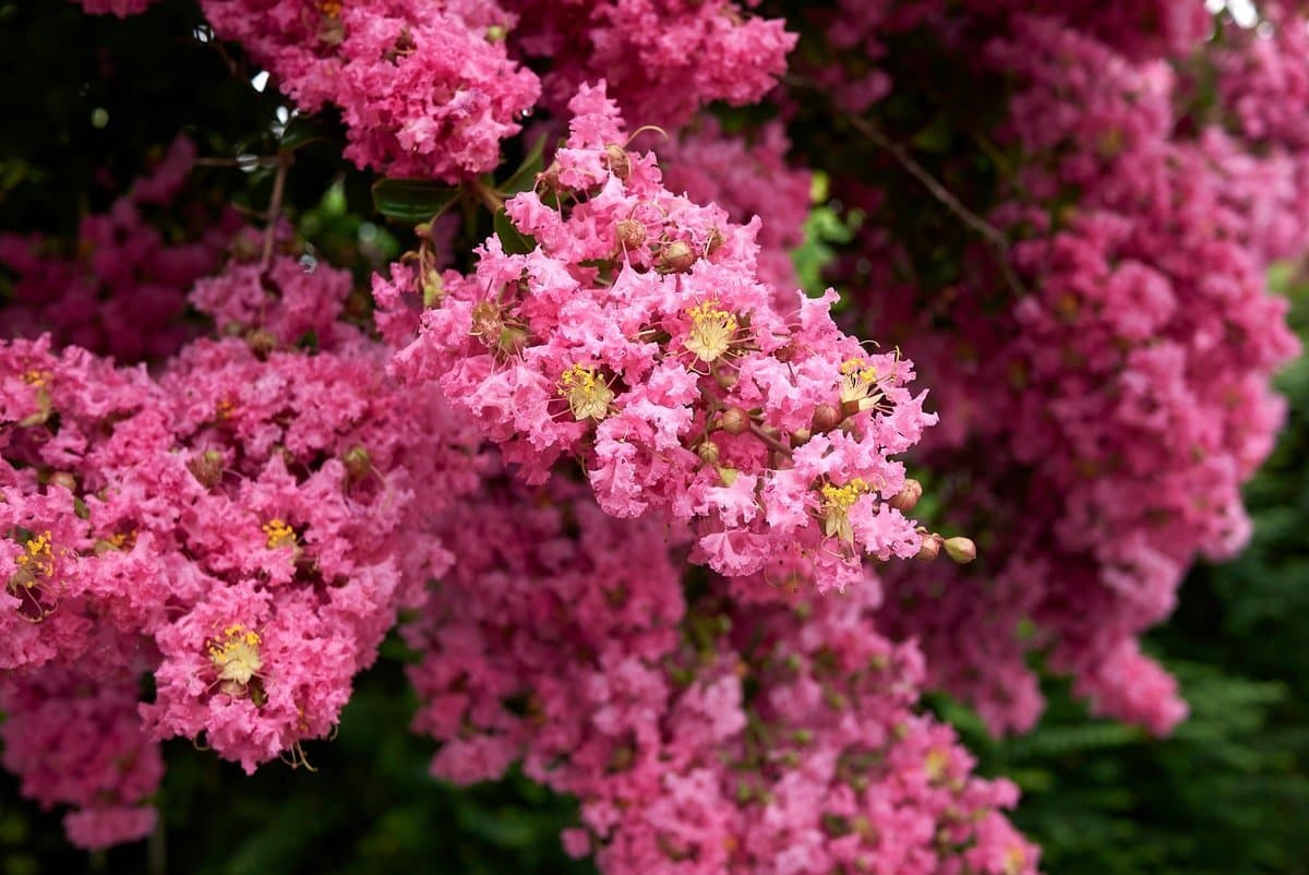 Crape myrtle