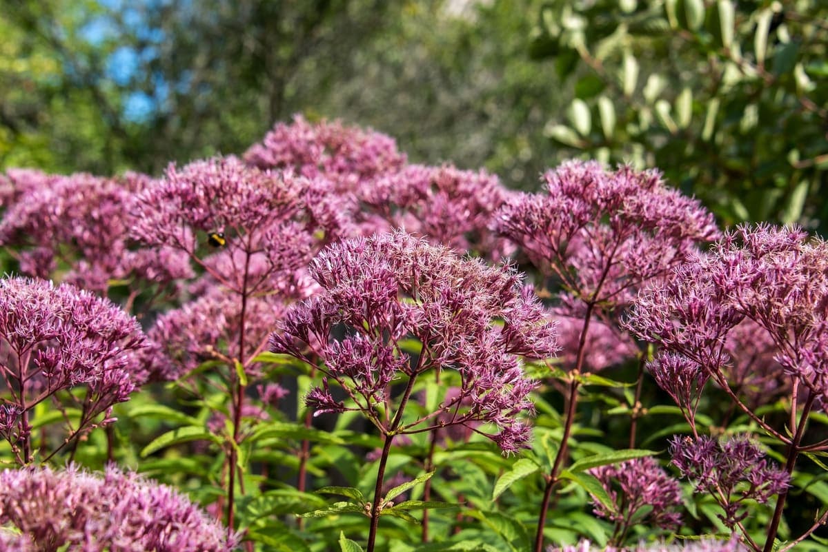 Joe-Pye weed