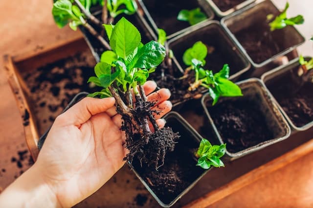 Mastering the art of houseplant propagation