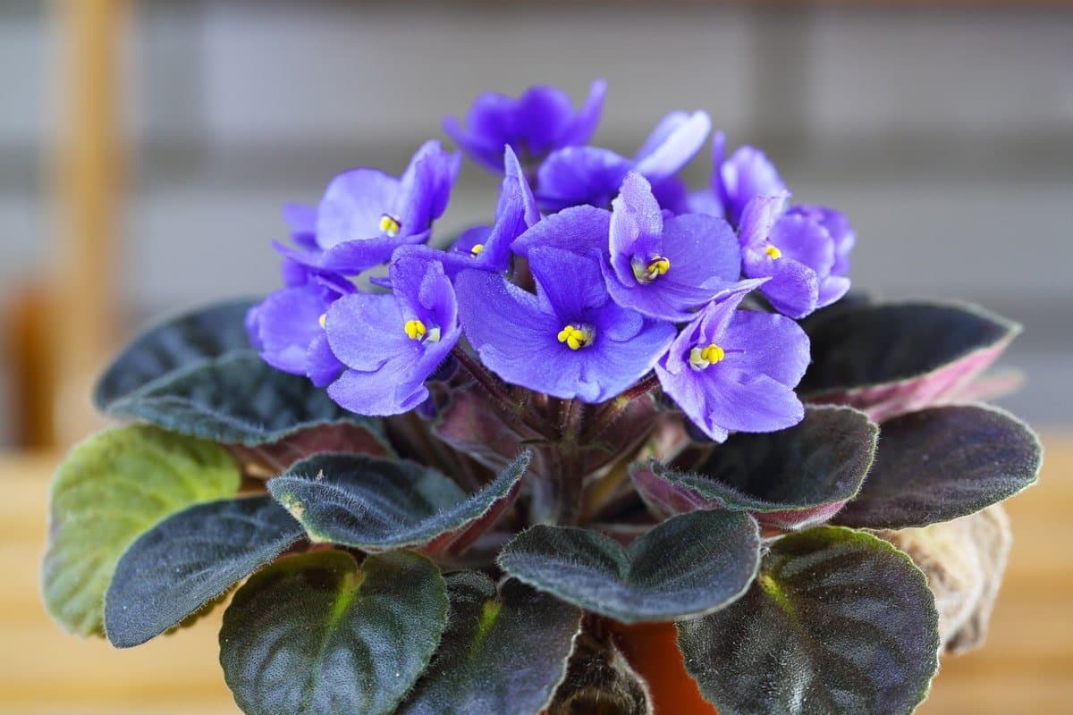 African violet