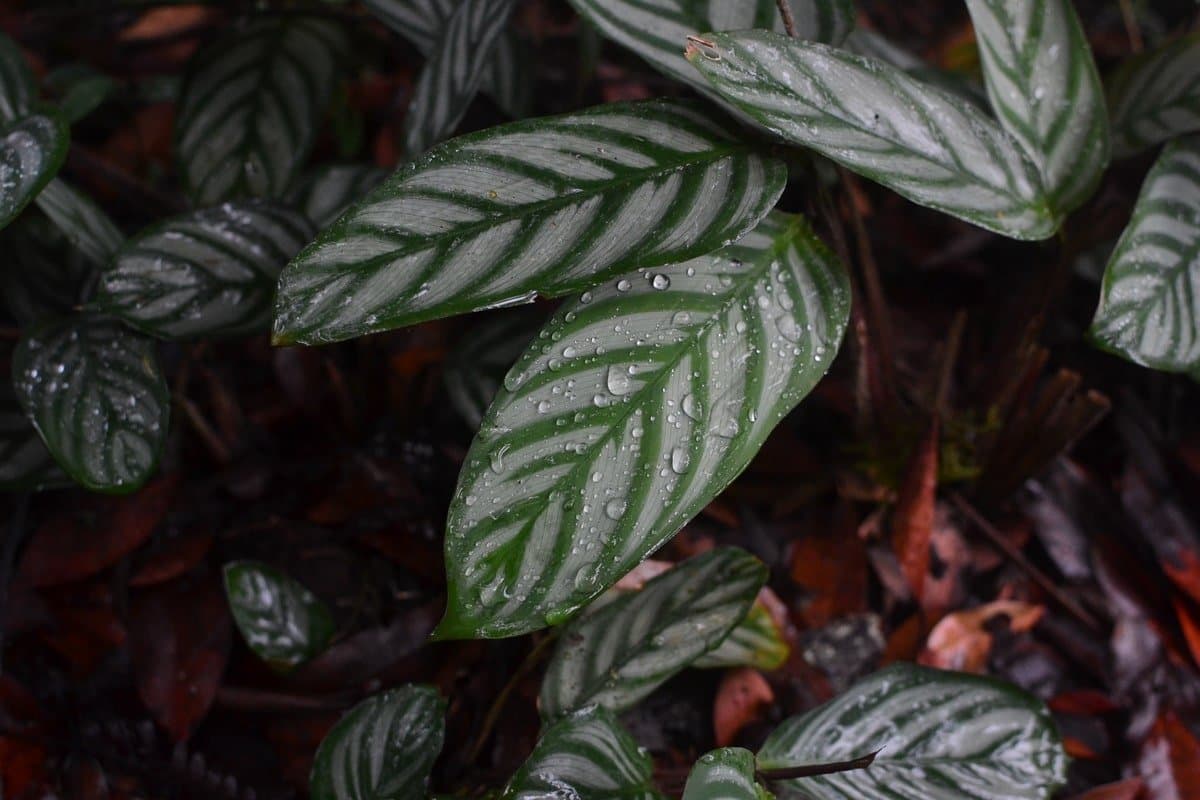 Beautiful ctenanthe