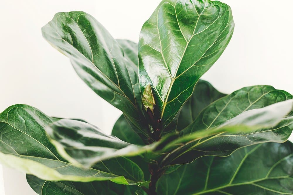 Fiddle-leaf fig