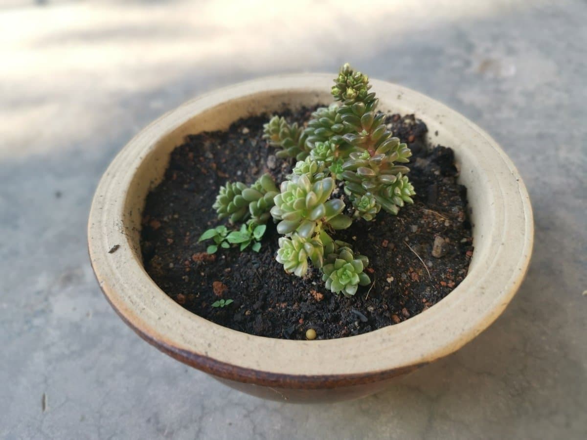 White stonecrop