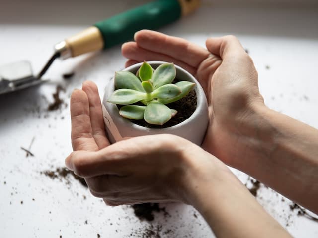 Caring for succulents: Your path to lush, healthy plants