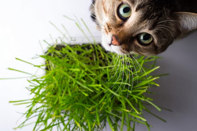 Fluffy thumbs up! 3 methods to grow grass for cats