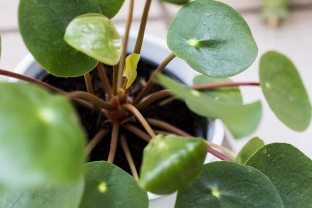 Chinese money plant