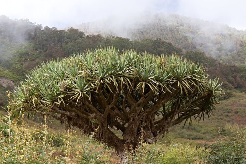 Dragon-Tree