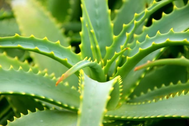 Aloe vera