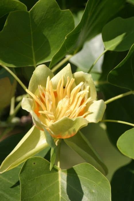 Tulip tree