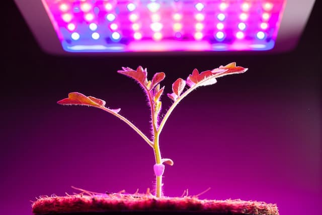 How to use grow light?