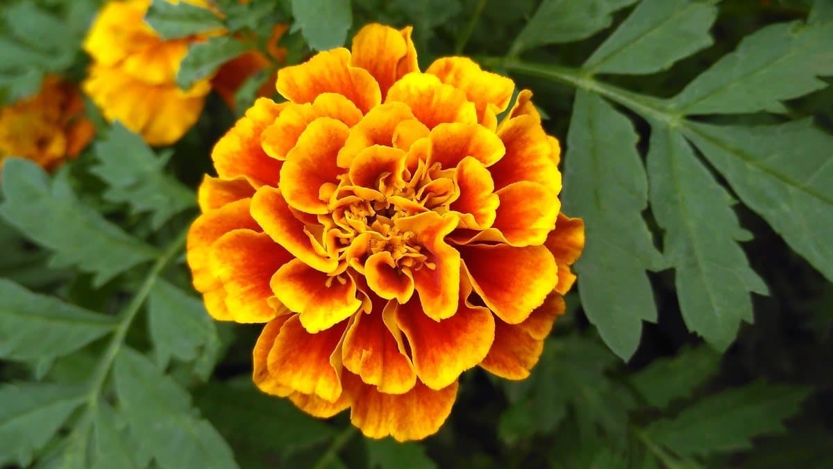 French marigold