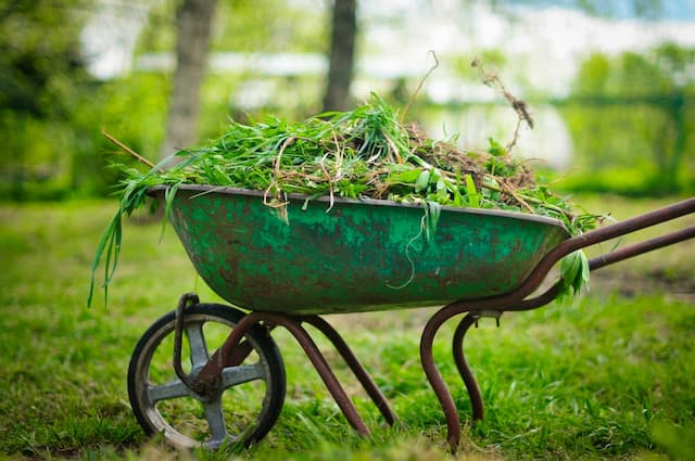 Top methods of weed control