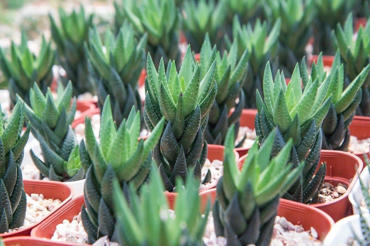 Bunched haworthia