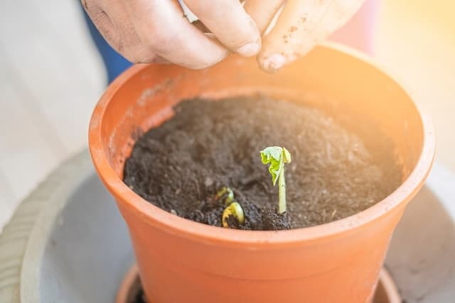 Overpotting: Understanding the importance of proper pot size