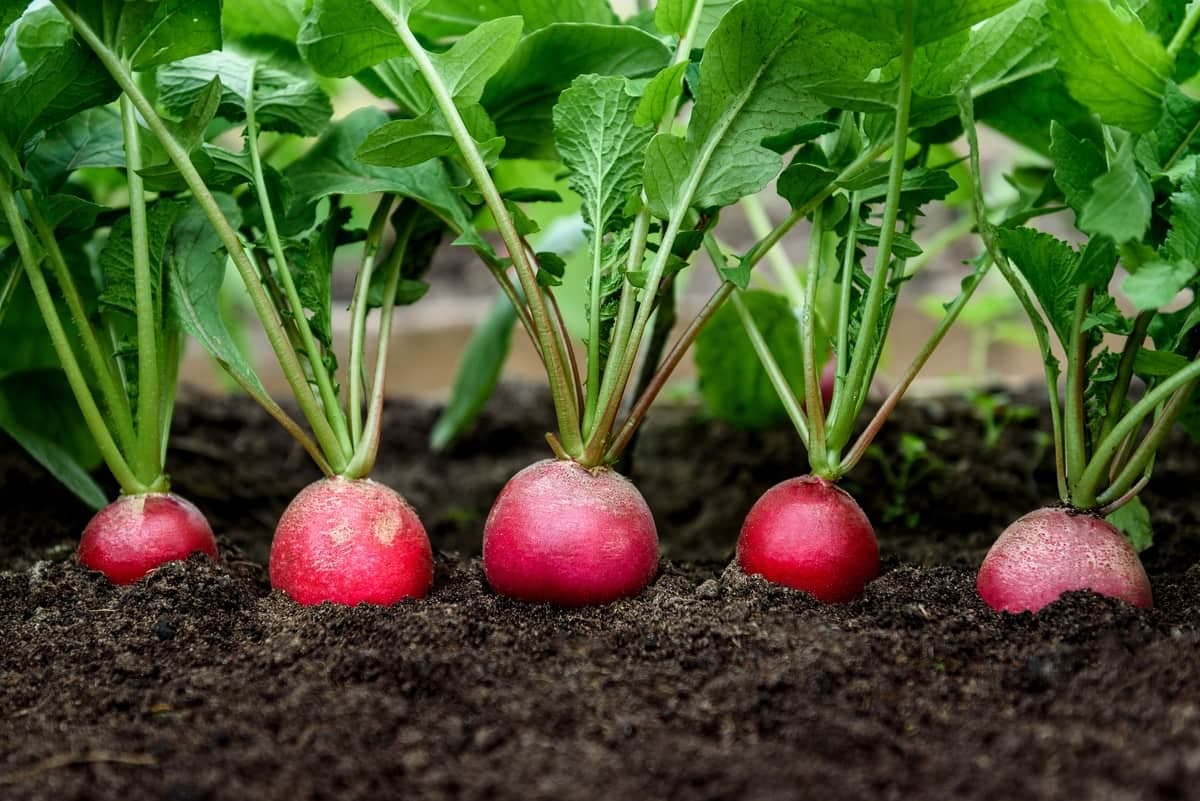 Radish 'Scarlet Globe'