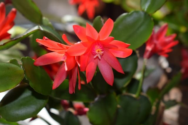 Easter cactus