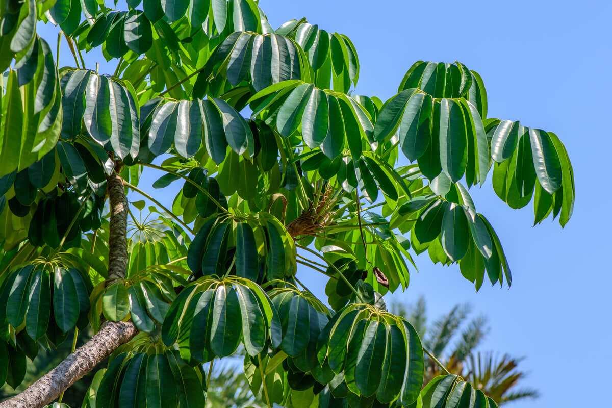 Australia umbrella tree