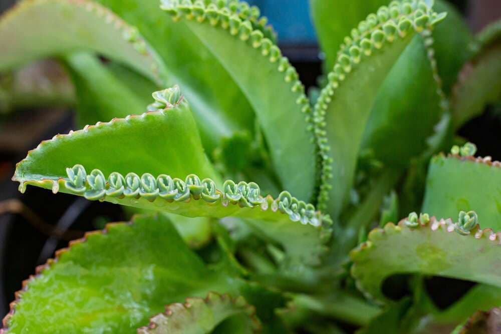 Mexican hat plant