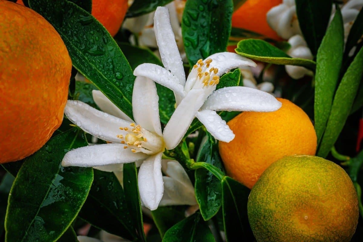 calamondin