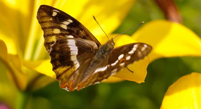 Garden with wings: How to attract more butterflies