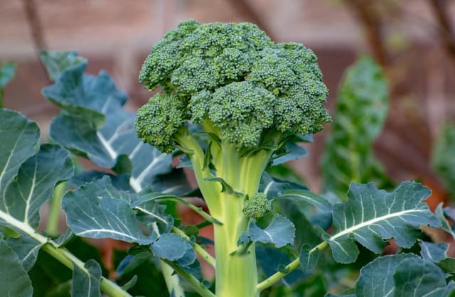 Broccoli