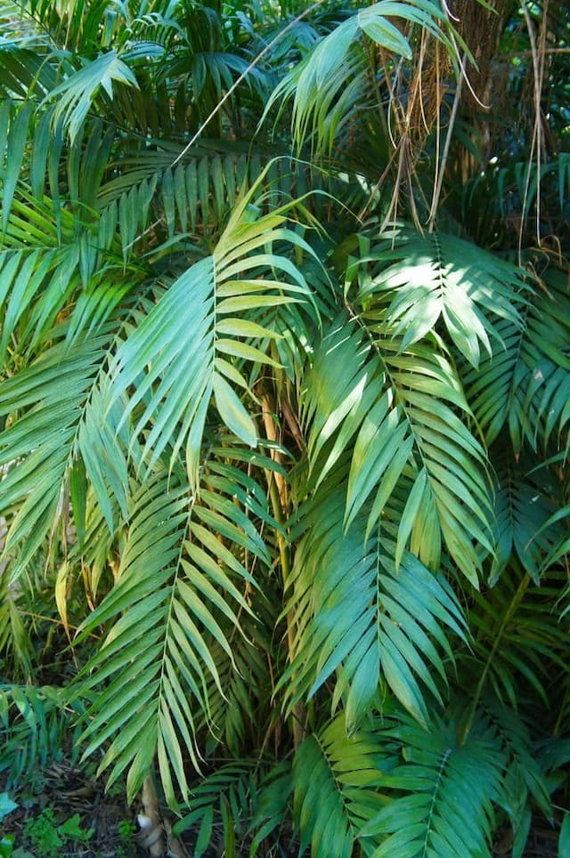 Parlour palm