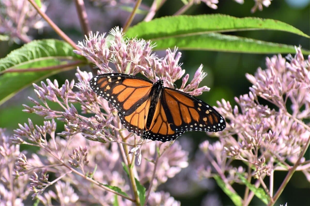 Joe-Pye weed