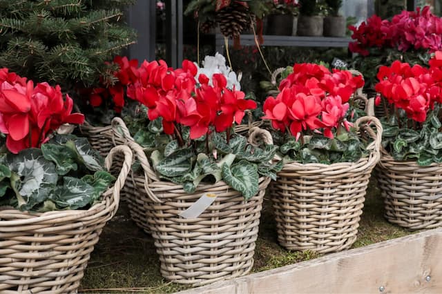 Top 10 Christmas plants and how to keep them (Pt. 2)