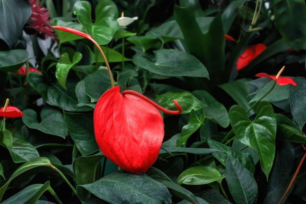 Flamingo flower