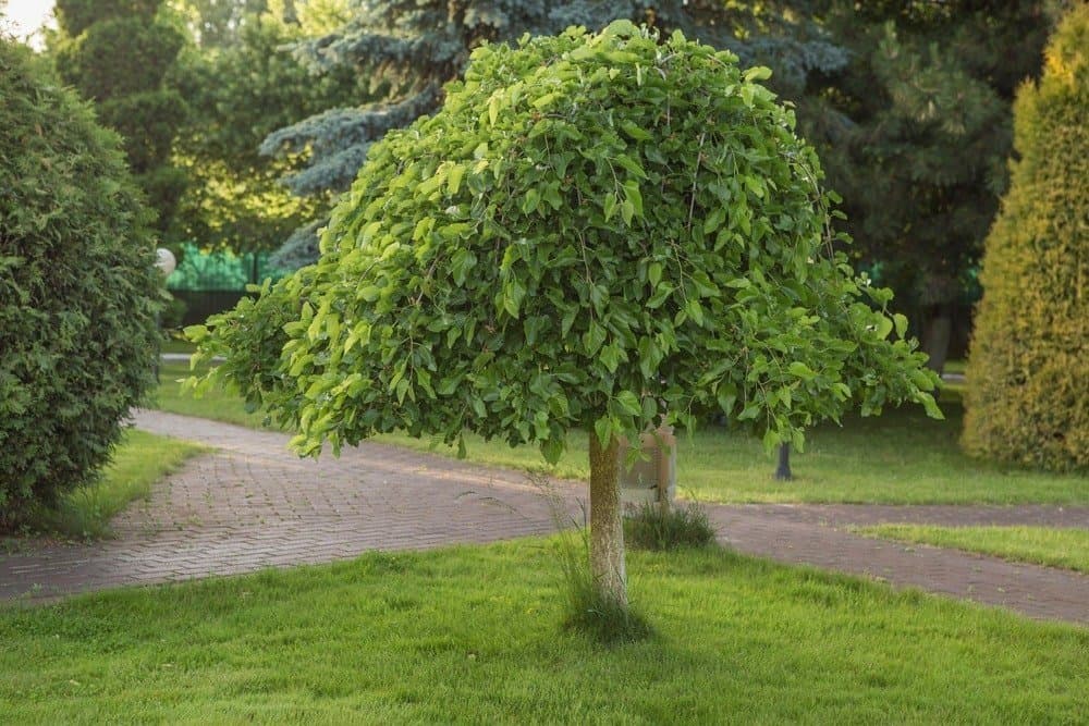 White mulberry