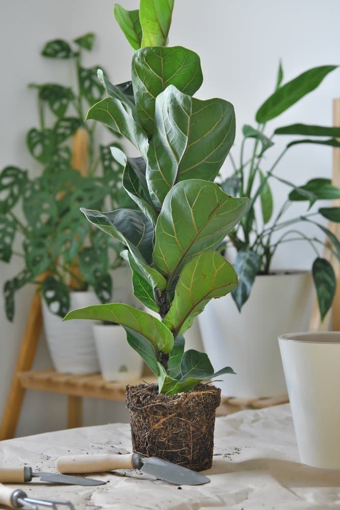 Fiddle-leaf fig