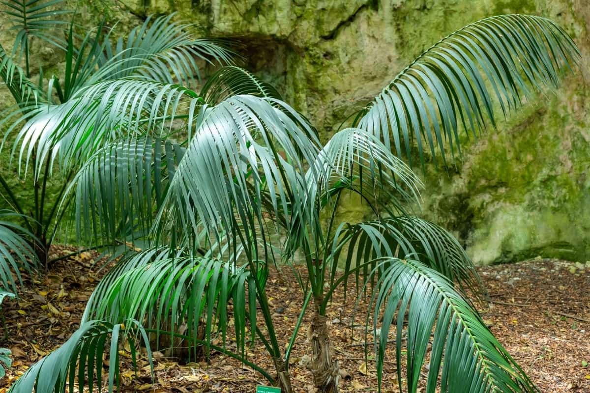 Kentia palm