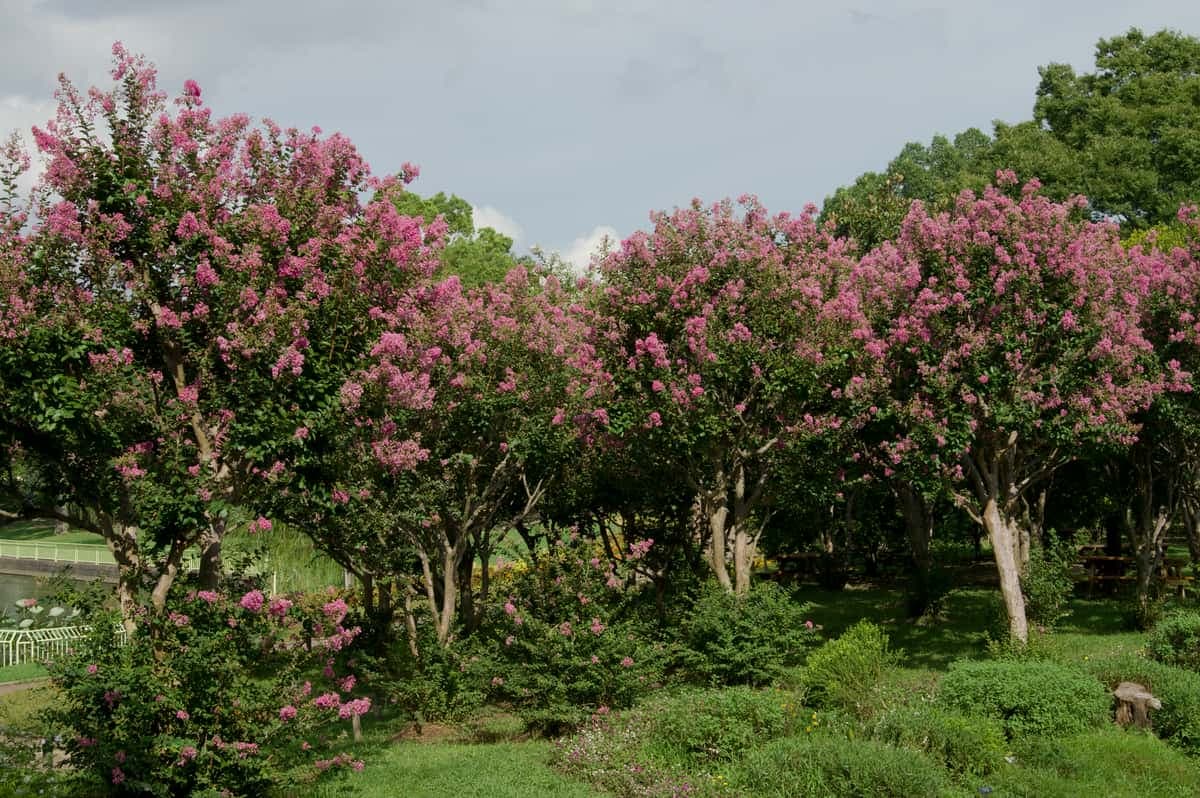 Crape myrtle