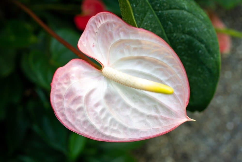 Peace lily 'Mauna Loa'