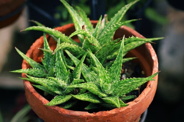 Essential steps for healthy growth of beautiful Aloe Vera