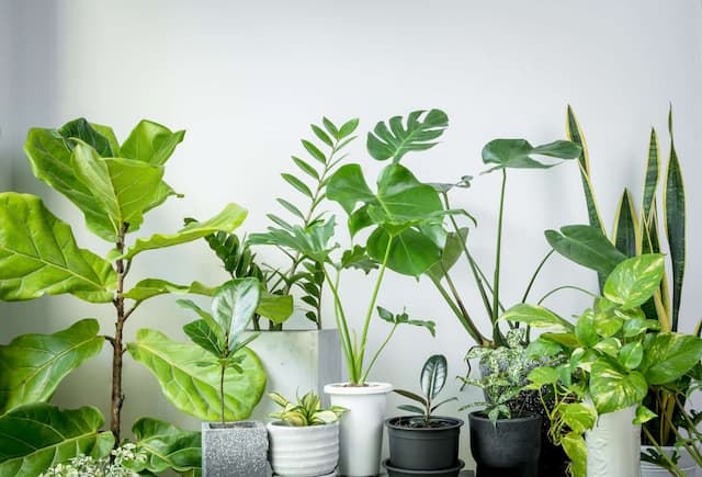 Best air purifying plants for your home (Pt. 1)