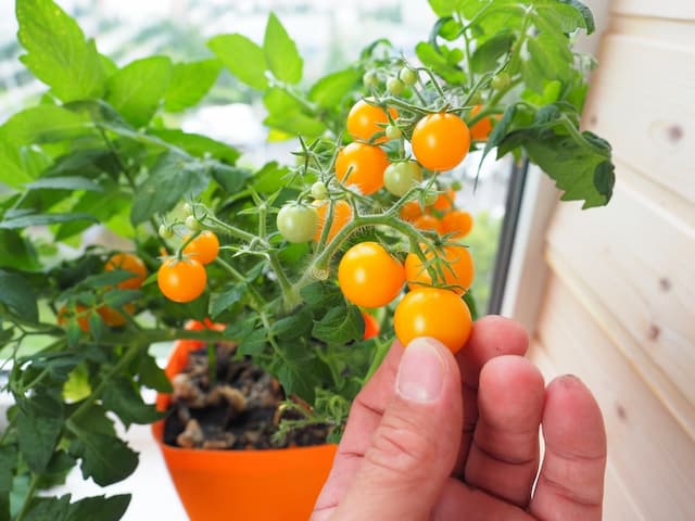 Cultivating year-round tomatoes in containers: A comprehensive guide