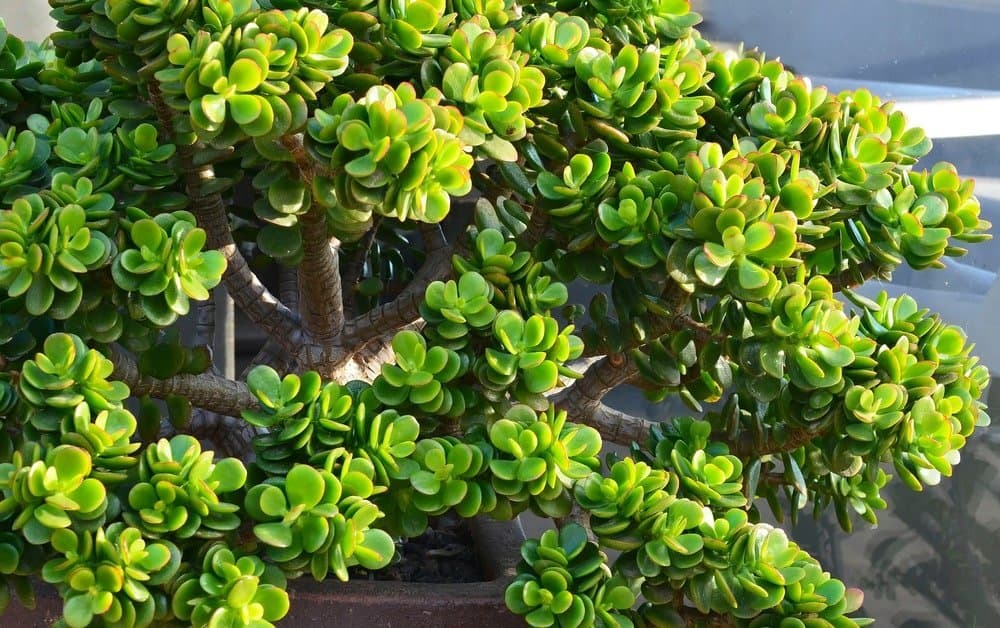 Jade plant 'Hummel's Sunset'