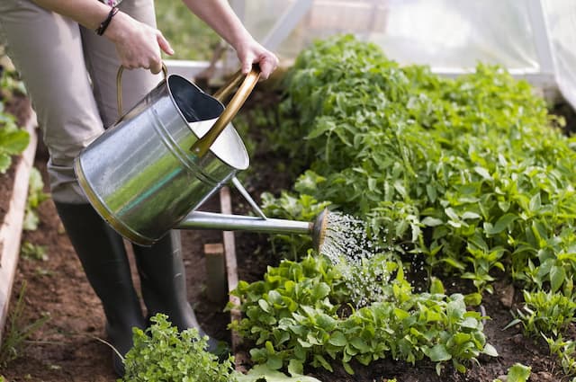 The basic rules of watering. Don't let your plants dry out