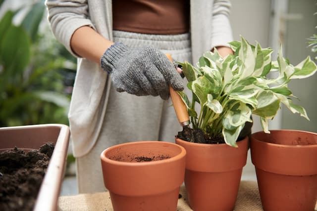 Signs that it's time to repot your plant