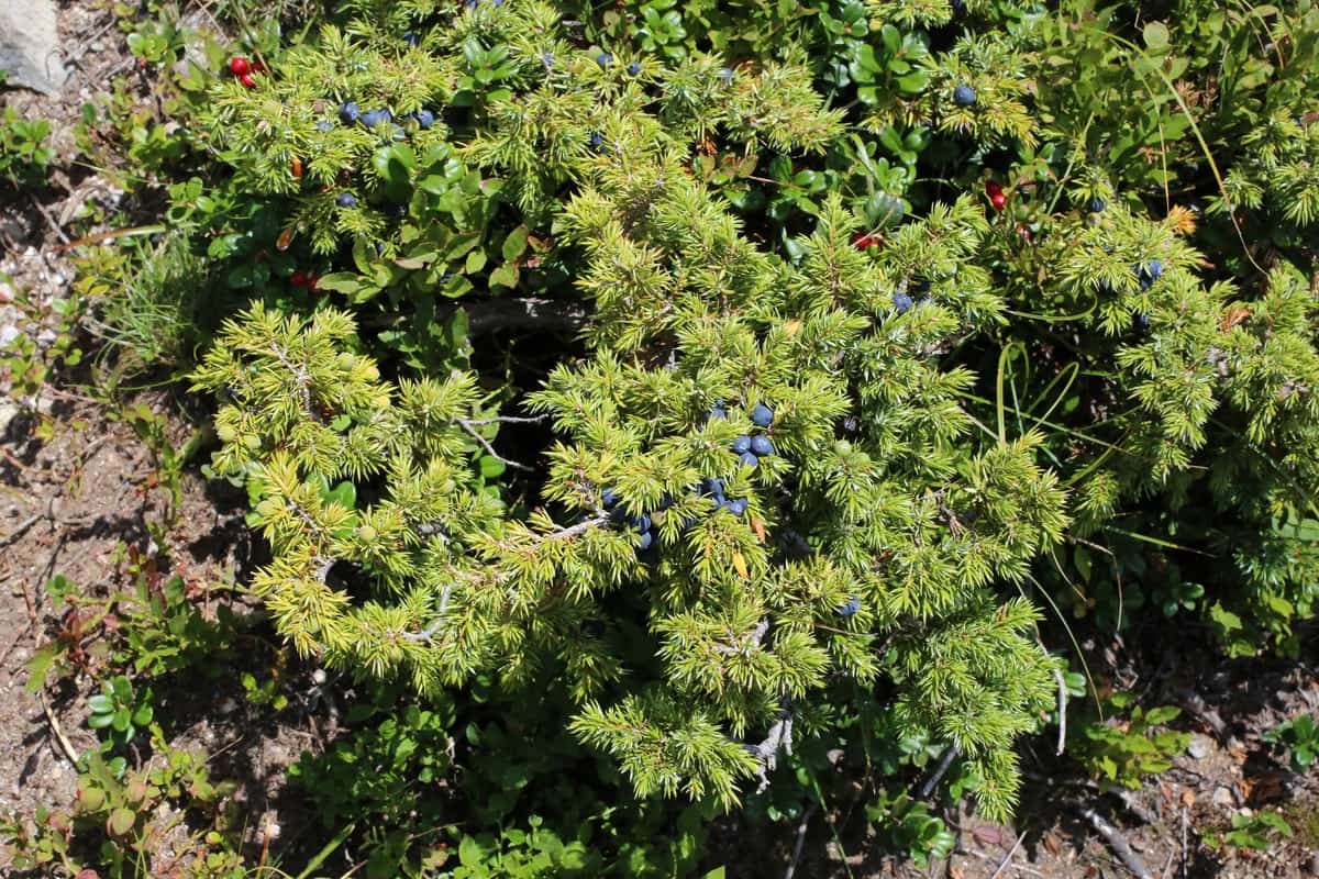 Common juniper