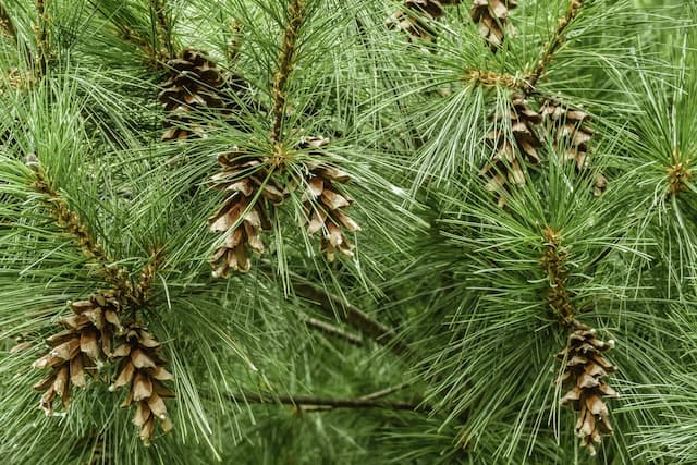 Weymouth pine